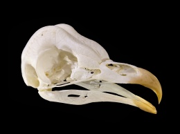 Волонтеры помогли орнитологам понять эволюцию клювов