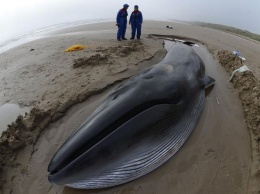 Ученые: Выбрасывание на берег мертвых китов случается из-за магнитных бурь