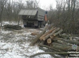 В Запорожье незаконно вырубали деревья и грузили их в "КамАЗ" с днепропетровскими номерами, - ФОТО