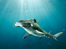 Возле Белиза открыт новый вид акул-молотов