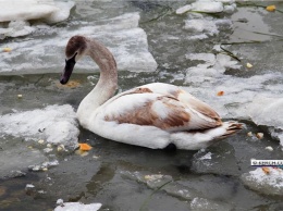 В Керчи лебеди попали в ледяной капкан