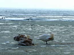 Одесситы закормили семью лебедей в Лузановке: птицы выглядят сытыми и довольными (ФОТО, ВИДЕО)