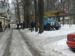 В Днепре продолжается обрезка деревьев