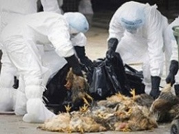 В Японии из-за вспышки птичьего гриппа забьют 69 тысяч кур