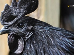 В Индонезии живет черный петух, у которого даже мясо черное