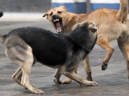 На Днепропетровщине собаки нападают на школьников
