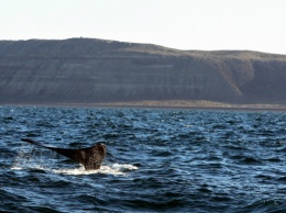 Ученые отслеживают популяции исчезающих китов через спутники