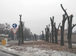 "Кто-то приехал и убил все деревья": в Запорожье возмущены странным кронированием, - ФОТО