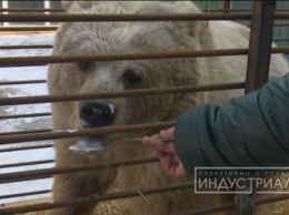 В Запорожской области поселилась медведица-блондинка с янтарными глазами