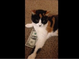 В сети нашли самую жадную кошку (видео)