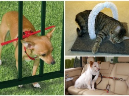 15 гениальных лайфхаков для владельцев кошек и собак, которые облегчат уход за питомцами