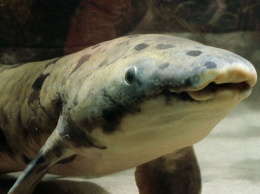 В США аквариумная рыба скончалась в возрасте 90 лет