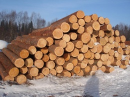 Из какой древесины лучше строить дом - из летней или зимней?