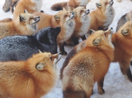 В японском заповеднике живут шесть видов лисиц