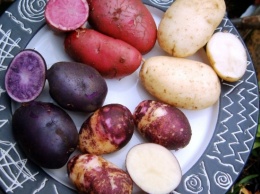 Украинцы вывели уникальную разноцветную картошку