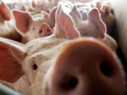 В Кировоградской области усилят контроль за перемещением свиней и реализацией продуктов из них