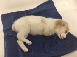 На мусорке нашли щенка, родившегося без двух лапок. Потом спасители увидели, что сделали с его хвостиком