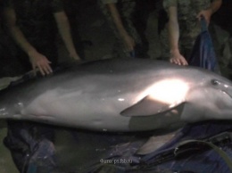 За издевательства над дельфином керченские браконьеры заплатят 850 тысяч рублей