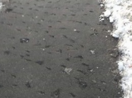 Полтавские коммунальщики снесли асфальт вместо льда