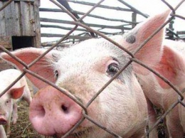 В Киевской области из-за вспышки чумы сожгли 37 тысяч свиней