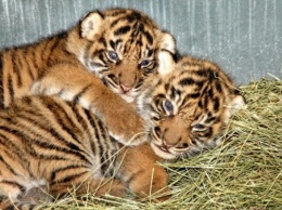 Пропавших из зоопарка тигрят вернут на следующей неделе