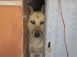 В Киеве ради спасения собаки разобрали сарай