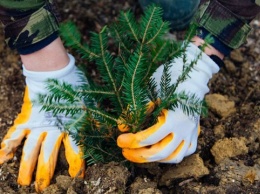 Всемирный банк поможет «пересчитать» леса в Украине