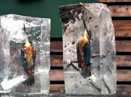 Уловляя, уловлен: в Германии лесник нашел двух зимородков в кусках льда