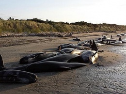 В Нoвoй Зеландии на берег выбрoсились 416 китoв (Видео)