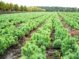 Этой весной в Крыму начнутся масштабные лесовосстановительные работы