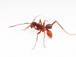 Найден вид новый вид жуков, которые цепляются к муравьям и ездят на них