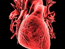 Ученые: Запах человека может рассказать о болезни сердца