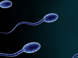 Названы пять интересных фактов о сперме