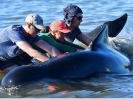 Акула могла спровоцировать сотни дельфинов выброситься на новозеландский берег (ВИДЕО)