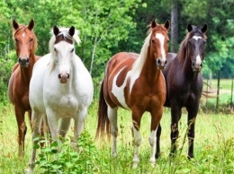 Ученые объяснили причины большого разнообразия пород лошадей