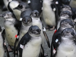 Ученые утверждают, что пингвинам угрожает вымирание