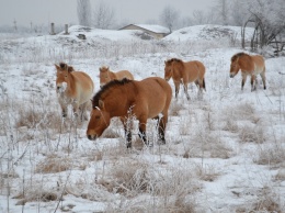 На территории одного из заводов Днепропетровщины зимуют дикие животные (Фото)