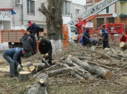 В Черноморске продолжается обрезка сухостойных деревьев (фото)