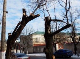 В Херсоне варварски уничтожают деревья, - городской депутат (фото)