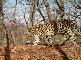Леопарды в Приморье начали пользоваться экодуком