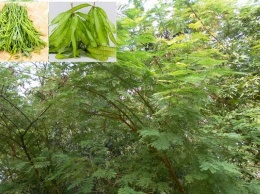 Удивительная польза для здоровья дерева Леуцена, более известного как «ипил-ипил» в Филиппинах