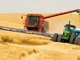Фермеры собрали рекордный урожай озимой пшеницы