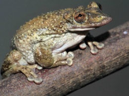 Зоологи нашли в Бразилии первых в мире ядовитых лягушек
