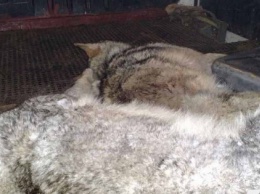 Полтавскую область терроризируют стаи волков