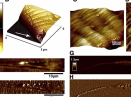 Биологи получили 3D-снимки червей-нематодов