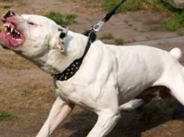 Собаки ужасают все село: шокирующие подробности гибели пенсионерки в Винницкой области