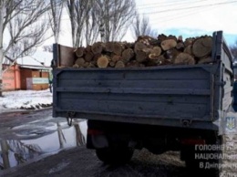 В Днепре проводили незаконную вырубку деревьев в лесу