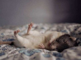 Ученые: Сон мышей отличает их друг от друга