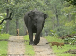 Индийский слон разогнал стаю азиатских диких собак, устроивших засаду на слонят