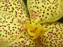 Выставка в Нью-Йорке: тысячи орхидей в полном цвету